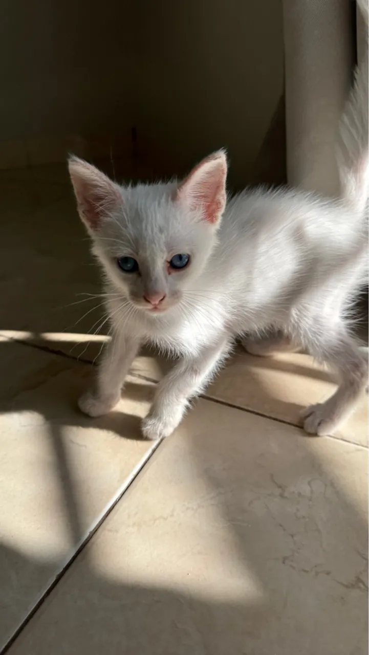 Gata femea, ajudo com castração