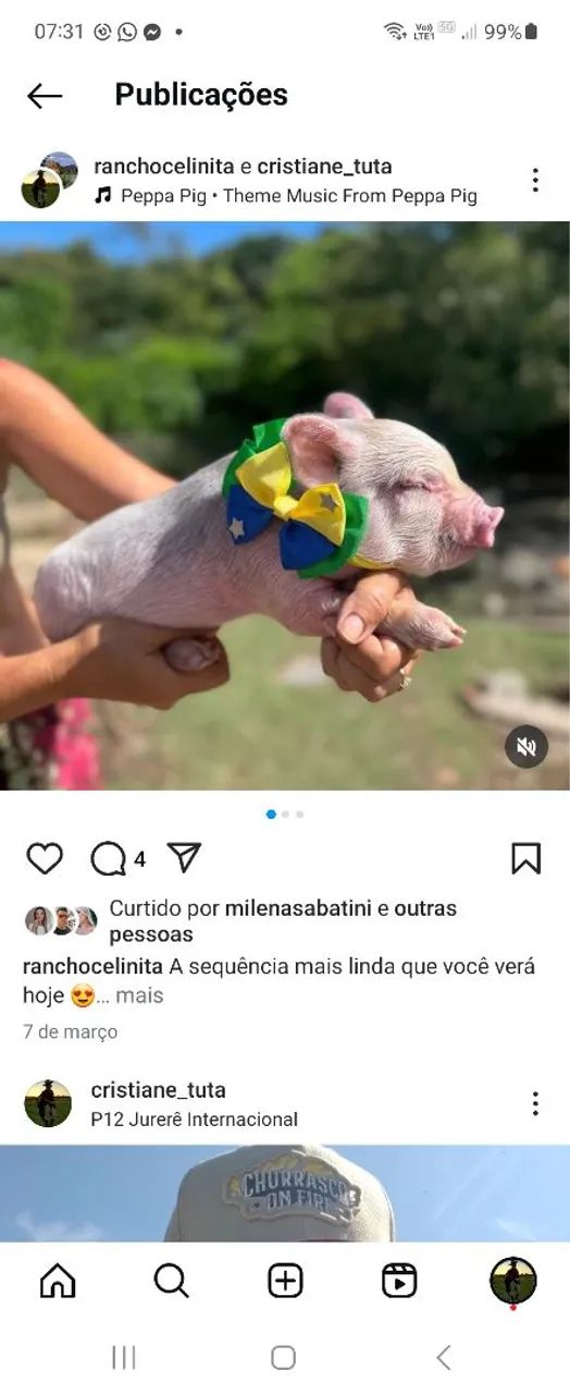 Mini pigs - Foto 2