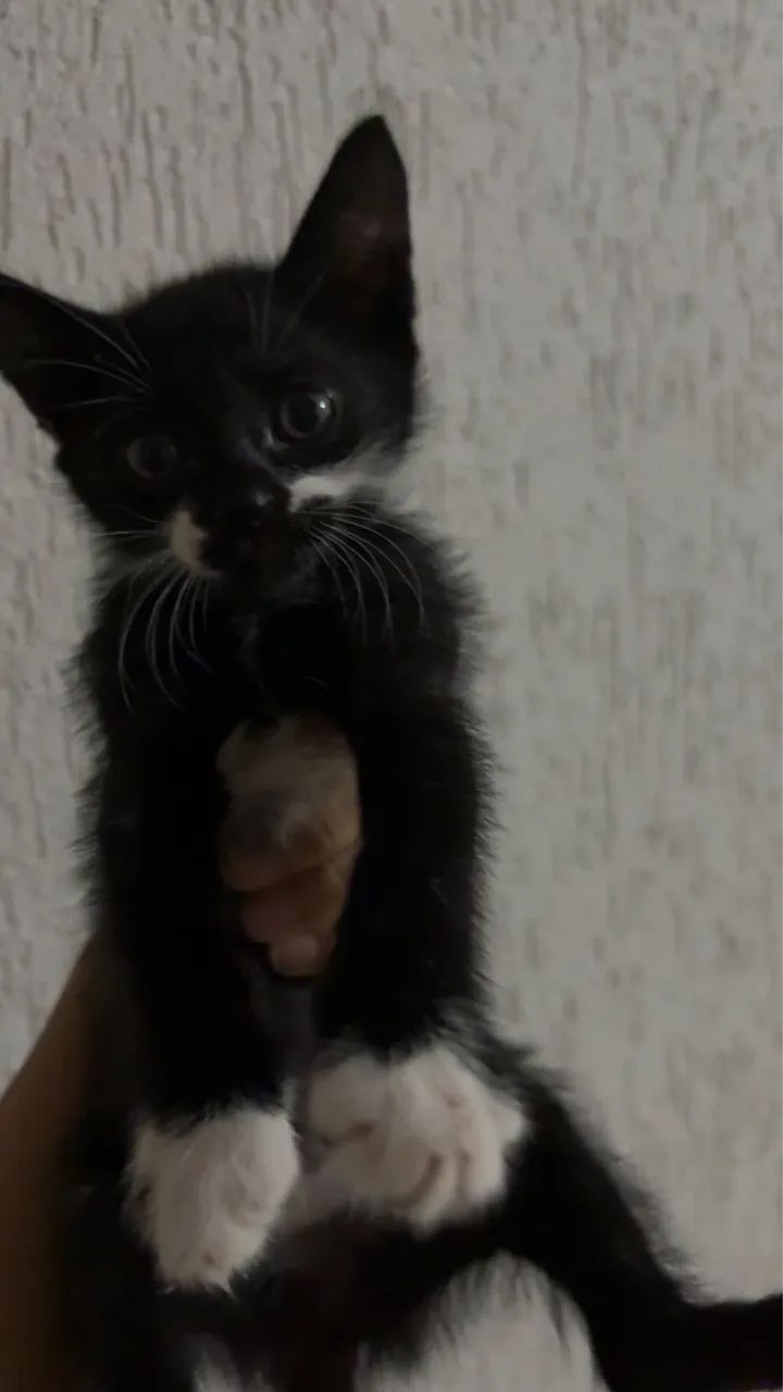 Gatinhas pra doação 