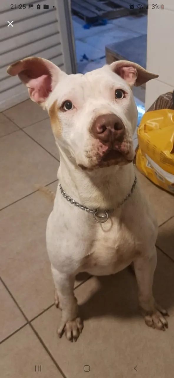 Doação responsável - AMERICAN PITBULL TERRIER - 1 ano