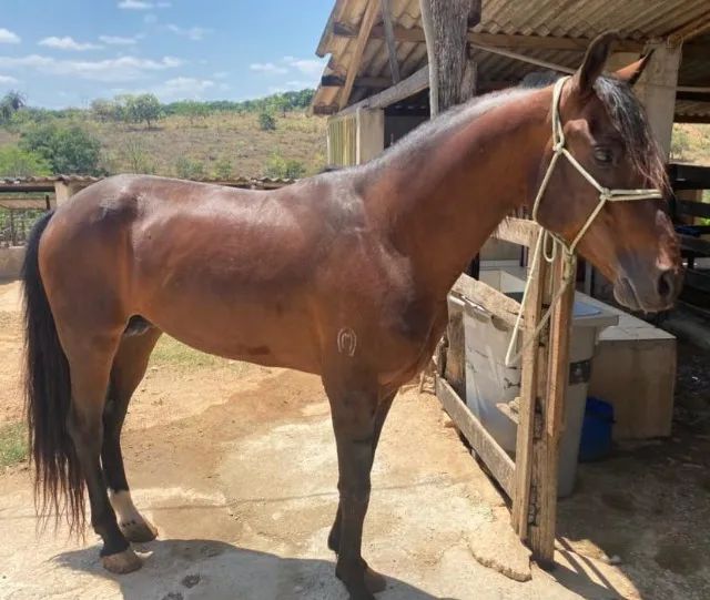 cavalo Mangalarga Marchador
