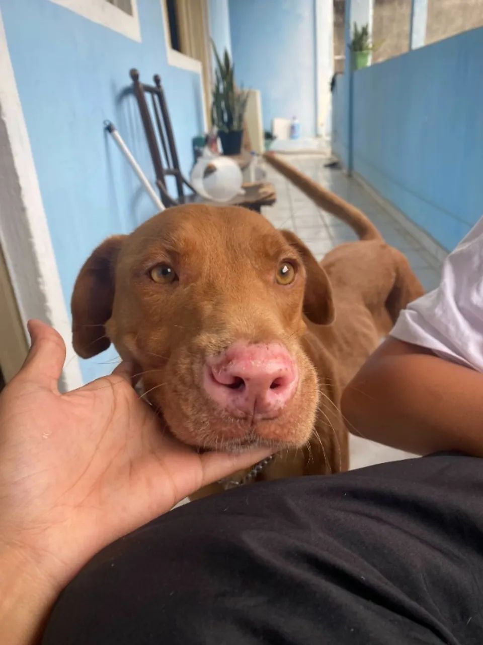 Adoção Cachorro - Pitbull com viralata - Foto 3