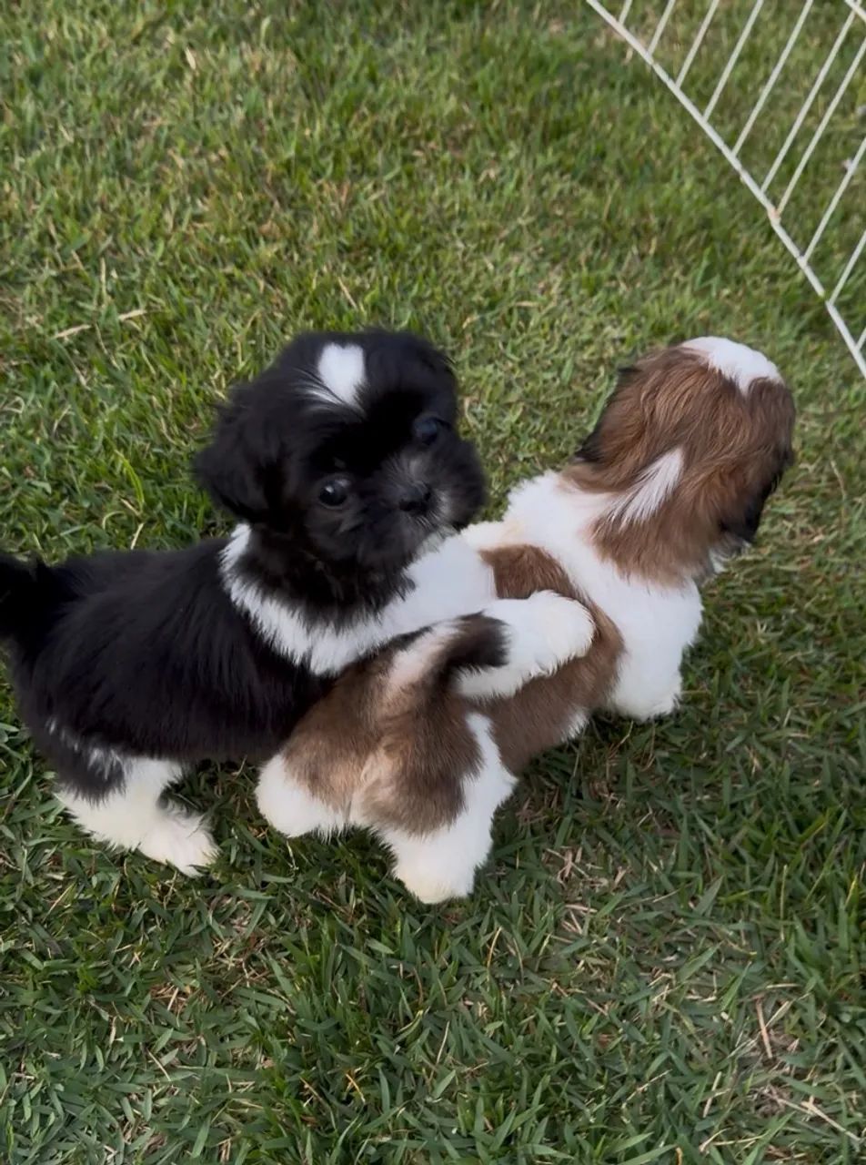 Shih tzu machos  - Foto 3