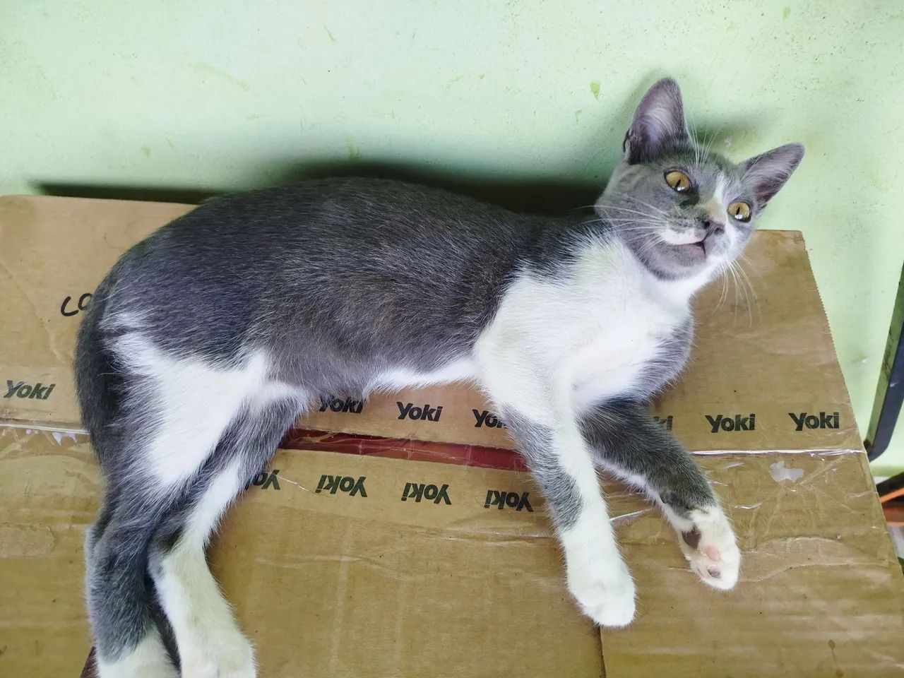 Gatos para adoção preto com branco macho cinza fêmea  - Foto 2