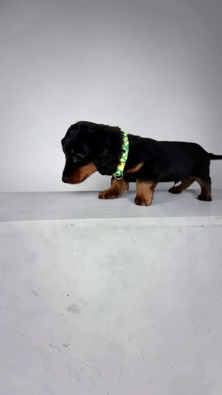Daschund Mini - Foto 4