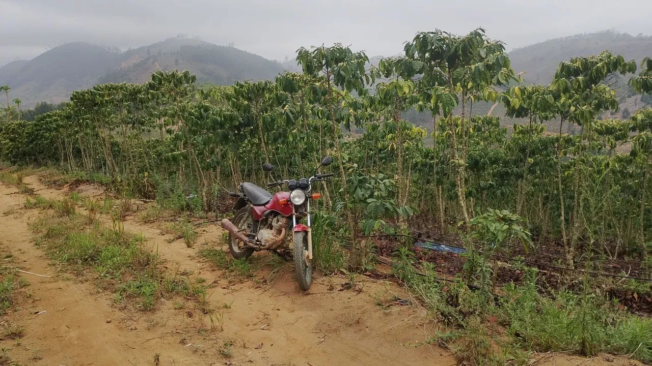 Terreno com café  - Foto 2