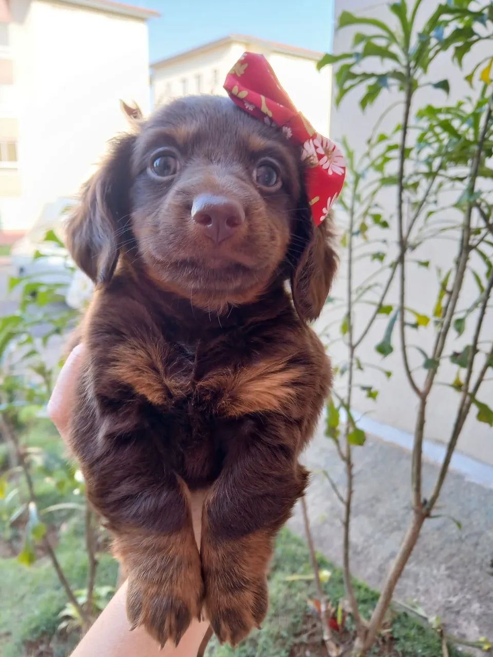 Dachshund  Fêmea  - Foto 2
