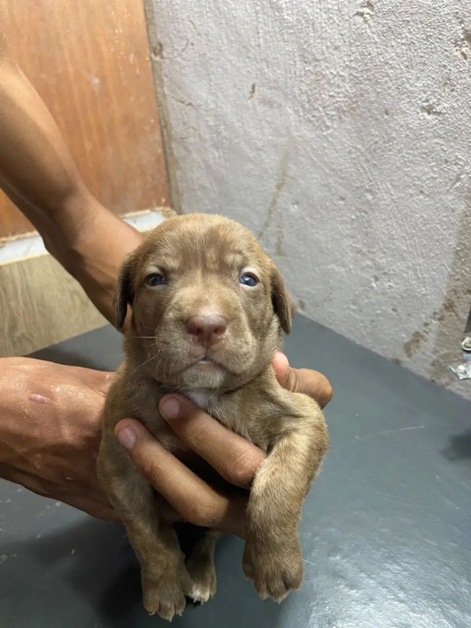 Cachorro  - Foto 2
