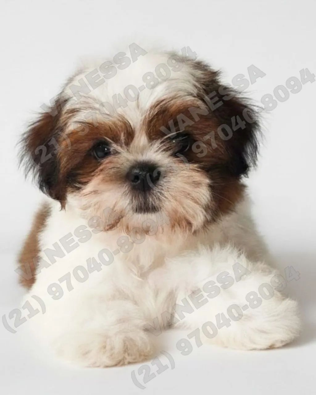 Filhotes de Shih-Tzu