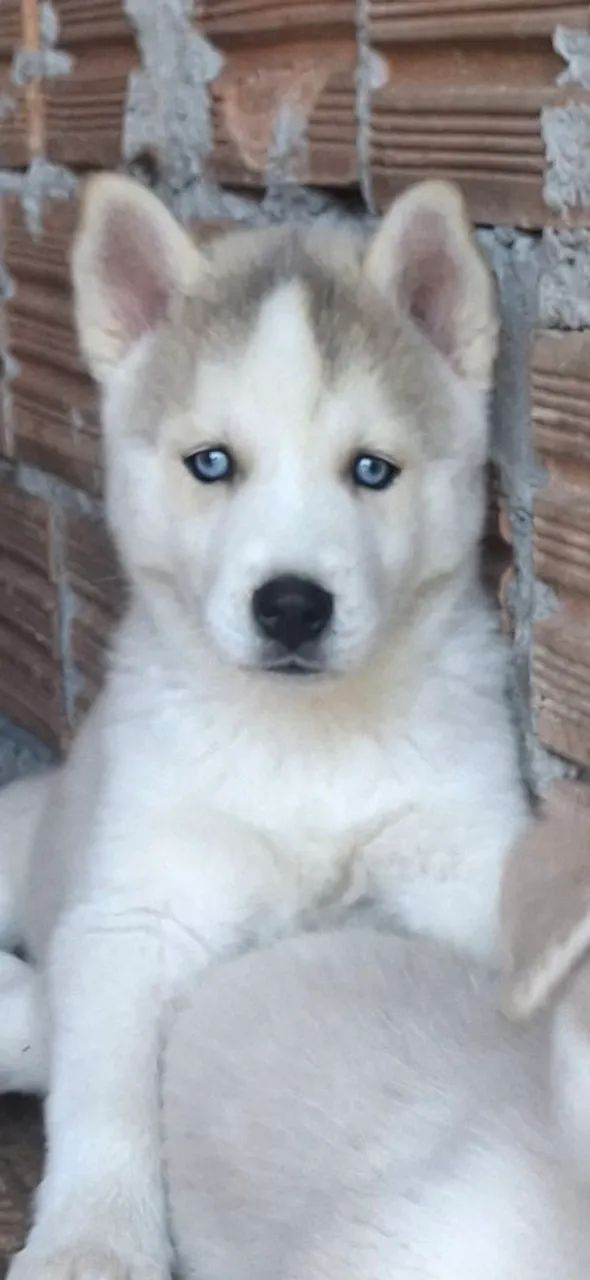 filhotes  de husky siberiano 