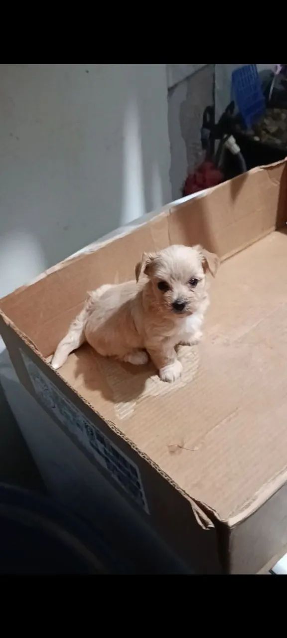 Filhote morkie - Foto 4