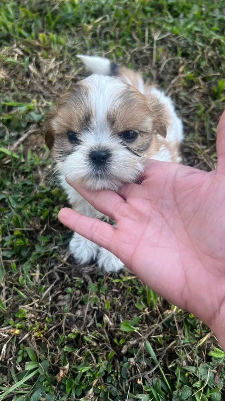 shihn tzu com garantia  - Foto 3