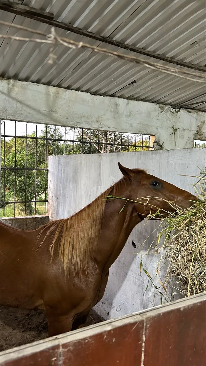 Cavalo de vaquejada (vendo ou troco em algo do meu interesse) - Foto 5