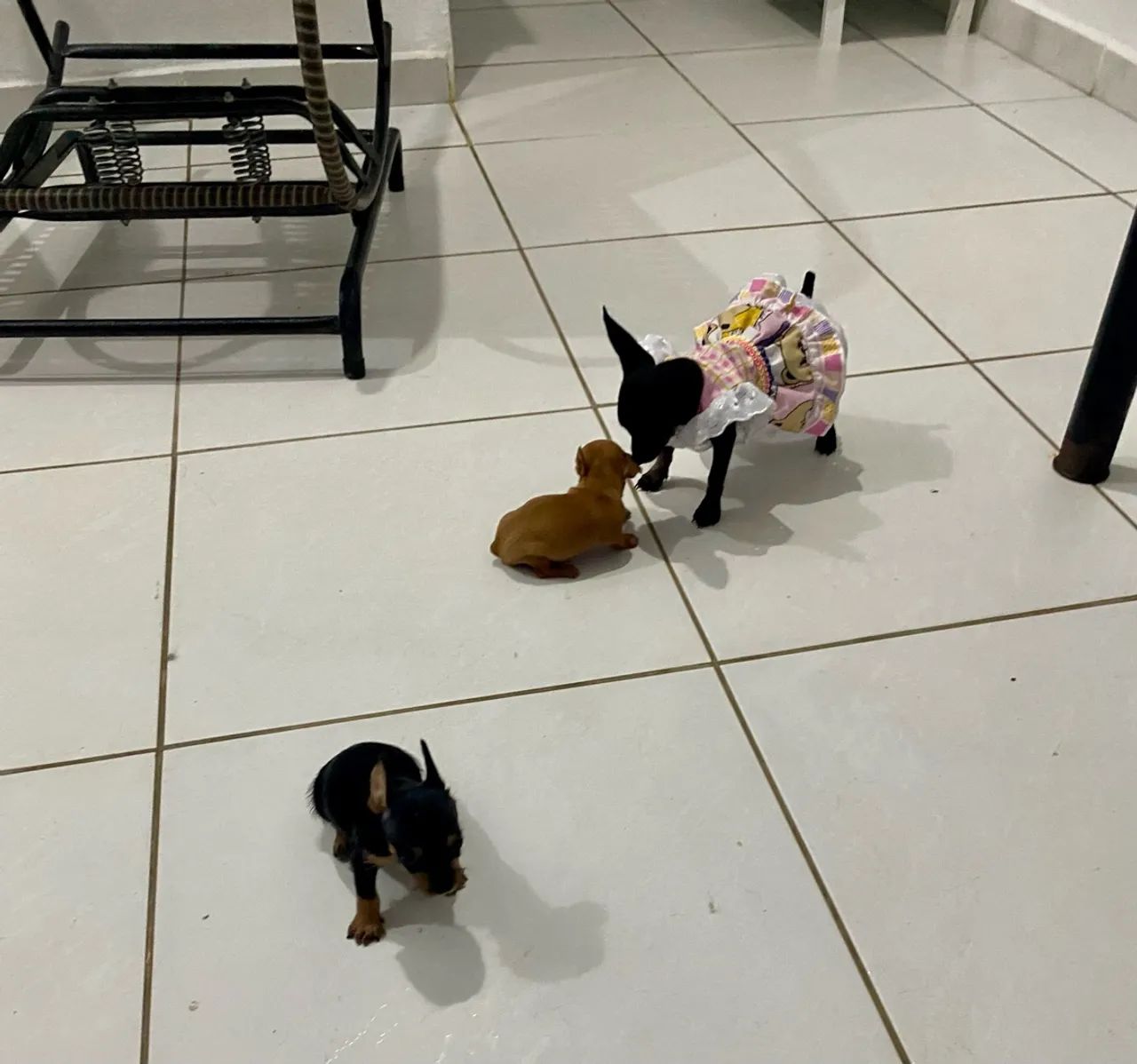Pinscher miniatura zero 