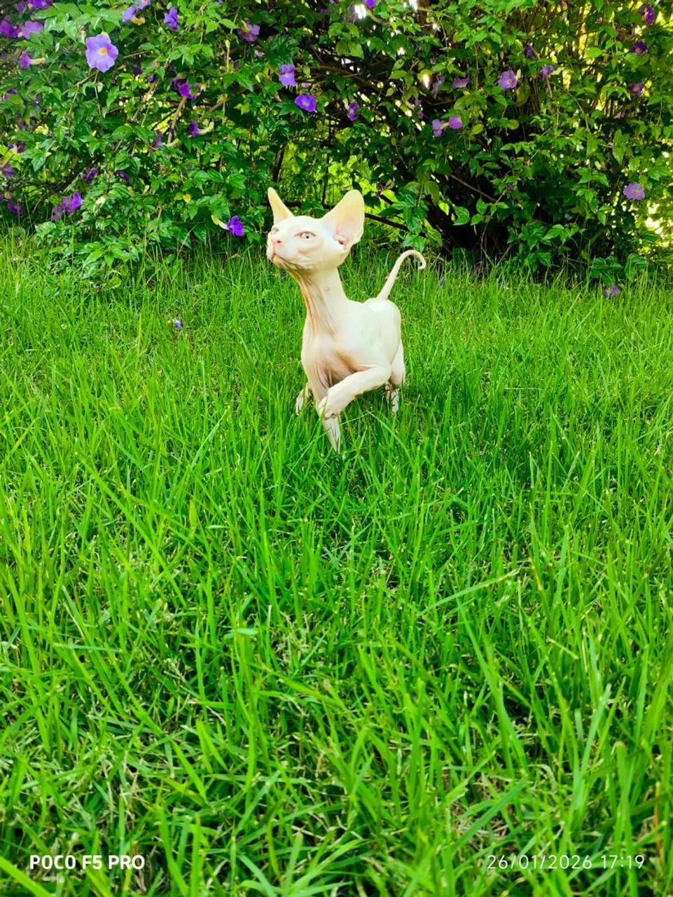 Sphynx machos