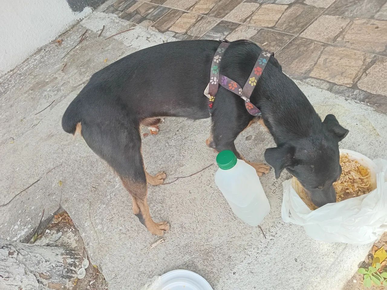 Adoção responsável  - Foto 3