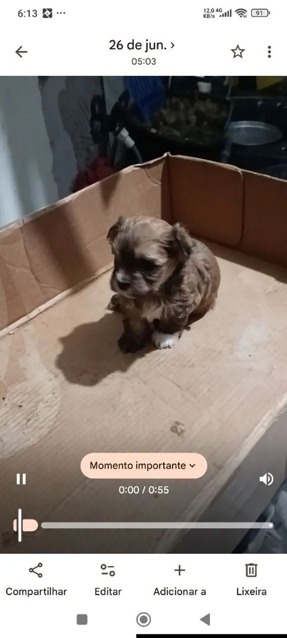 Filhote morkie - Foto 3