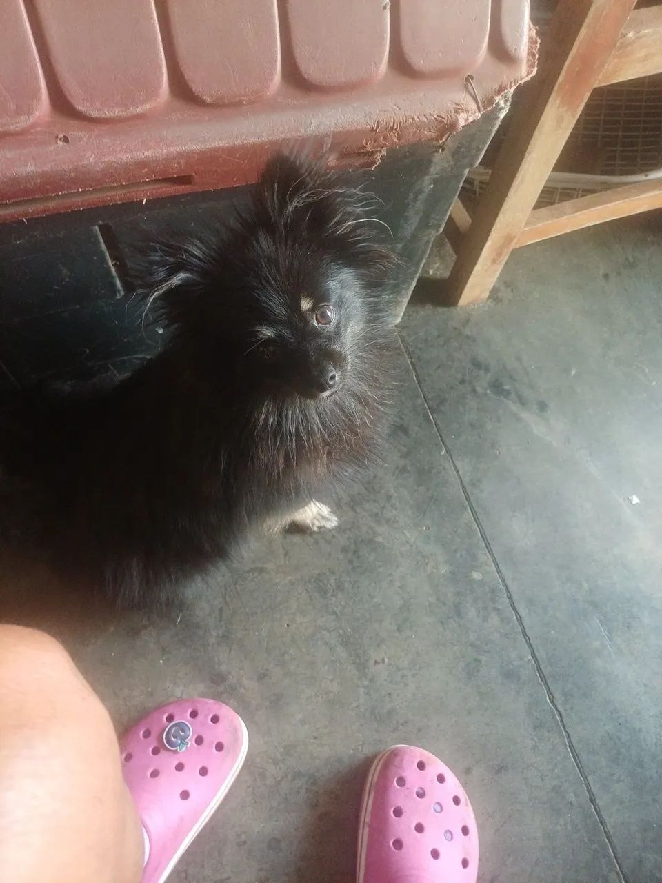 Animais de estimação  - Foto 4