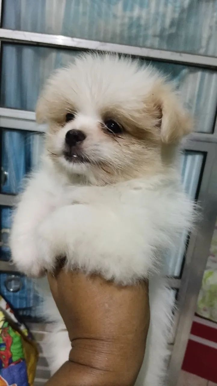 Lulu X shihtzu  - Foto 4