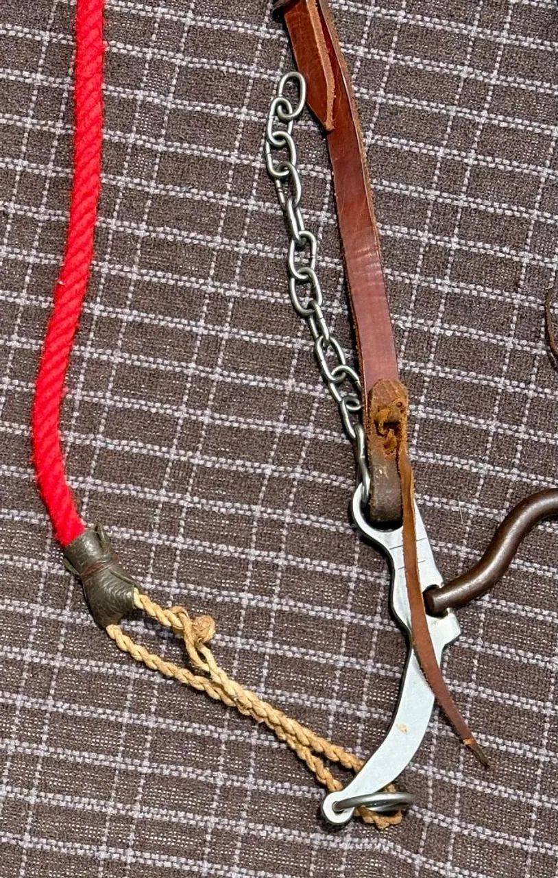 Sela americana  - Foto 6