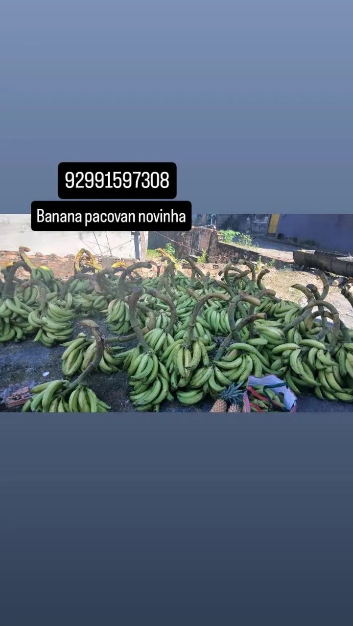 Banana pacovan  - Foto 2