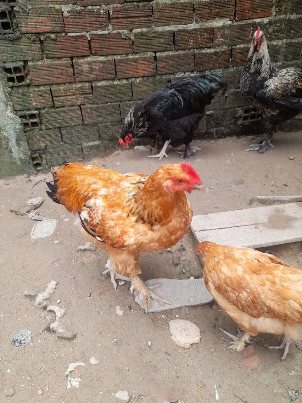 Galo brahma - Foto 6
