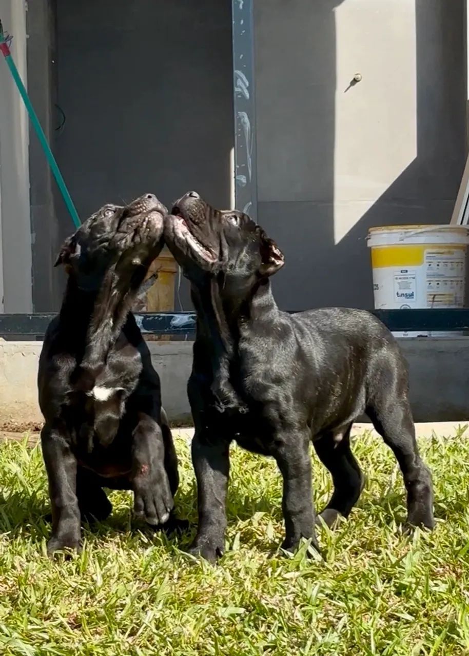 Cane Corso  - Foto 3
