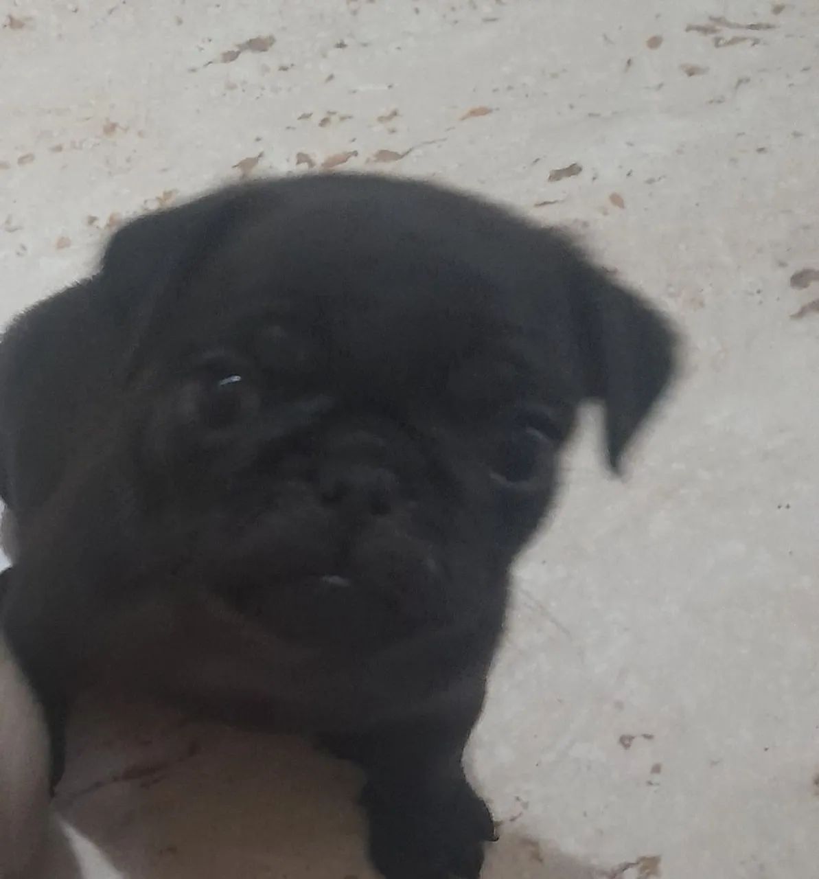 Pug Macho  - Foto 3