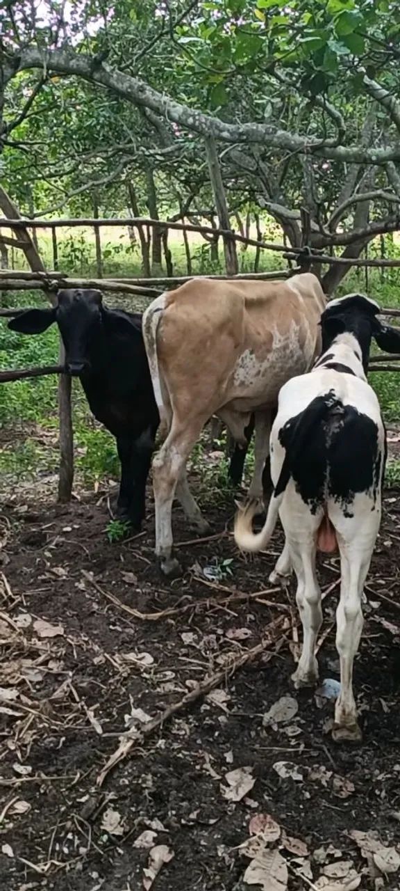 Animais  - Foto 2
