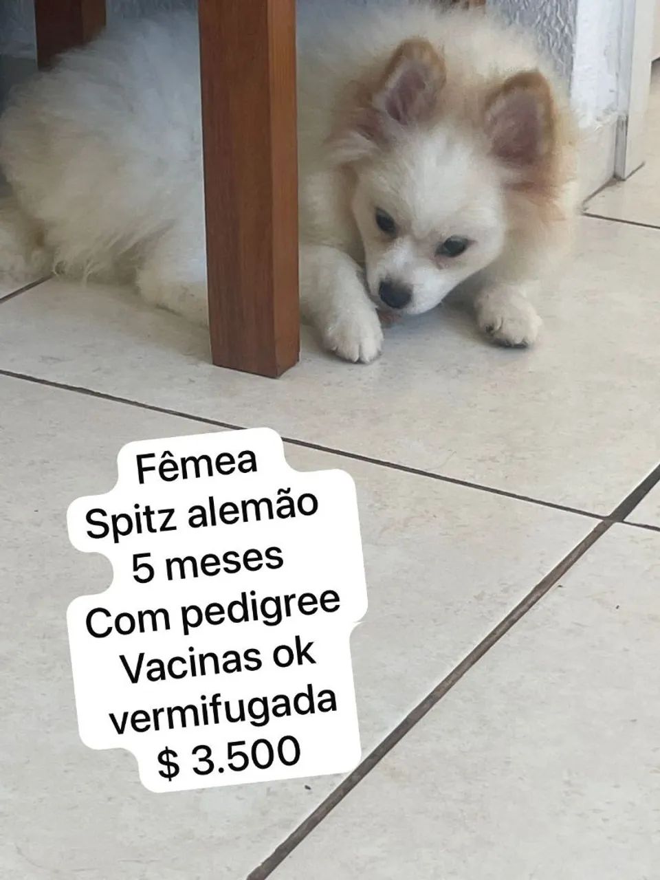 Cachorro 