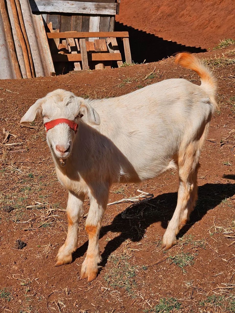 Cabrito - Foto 4