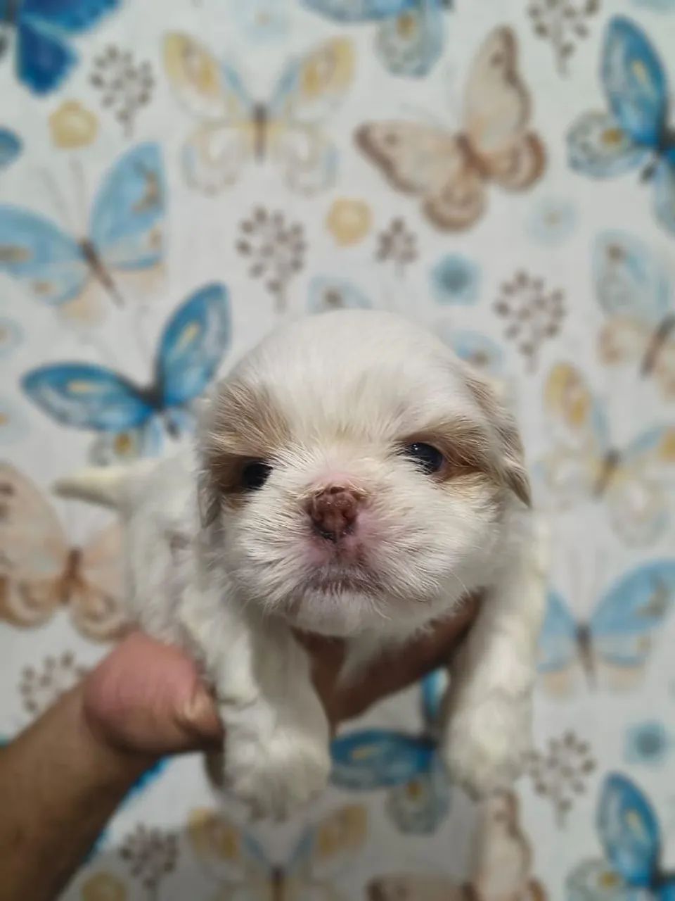 Filhotes de shih tzu - Foto 3