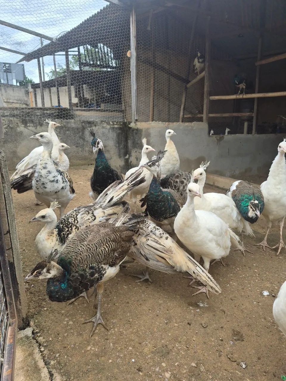 Pavos  - Foto 5