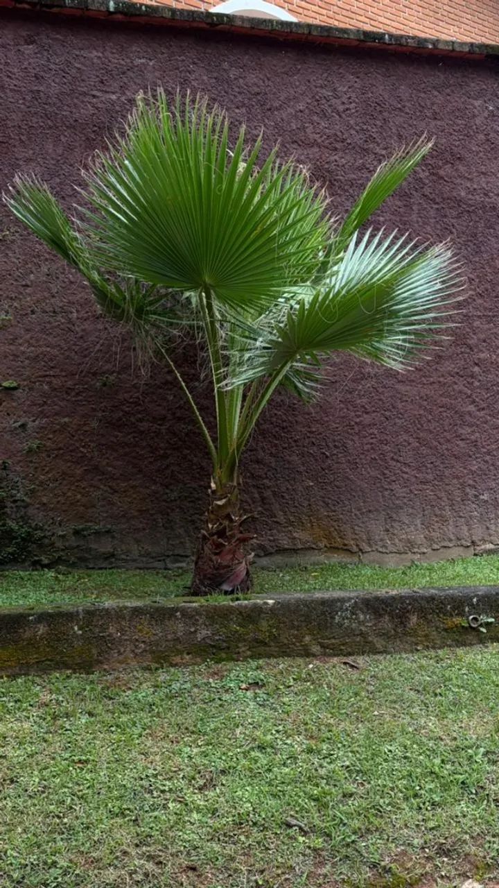 Palmeira Washingtônia grande - Foto 3