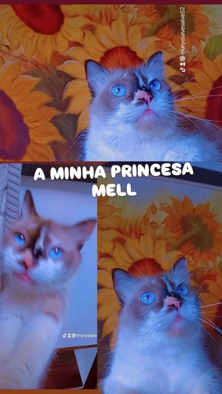 Gata linda  - Foto 2