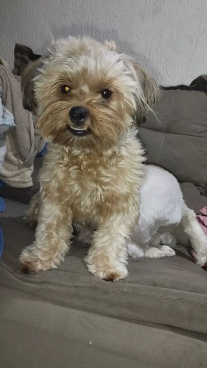 Yorkshire doação