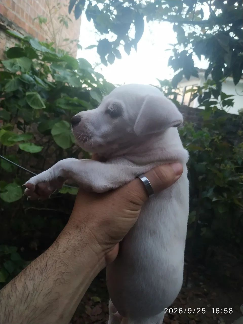 vendo filhote Pitbull 300 - Foto 2