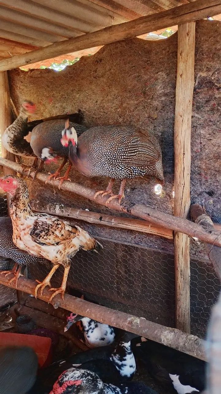 Galos e Galinhas e patos. Angola  - Foto 4