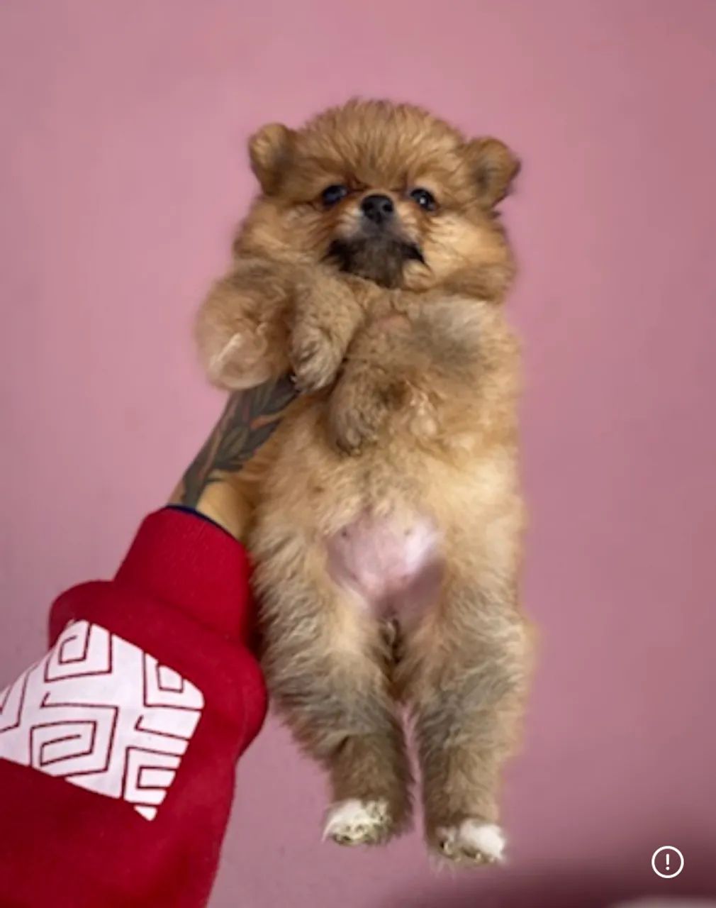 Lulus da Pomerania 