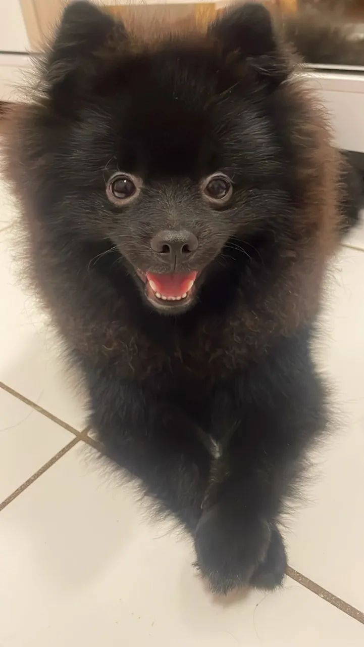 spitz alemão macho para cruza - Foto 3