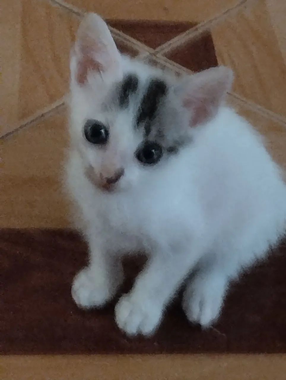 Doa-se Gatinho Branco  - Foto 3