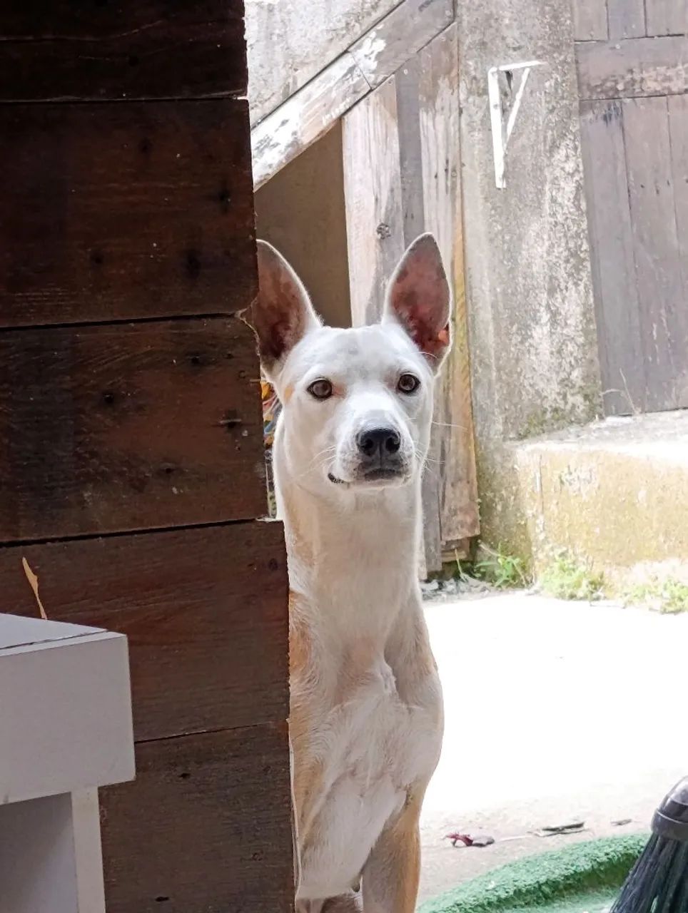 Doação de cachorro  - Foto 3