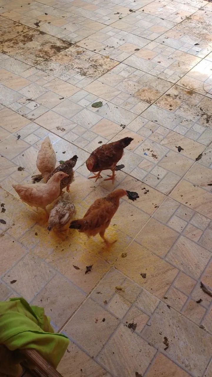 Galinhas a venda tenho vários raças rodhia ,Brahma,Nova gem,polaca e também tenho patos  - Foto 3