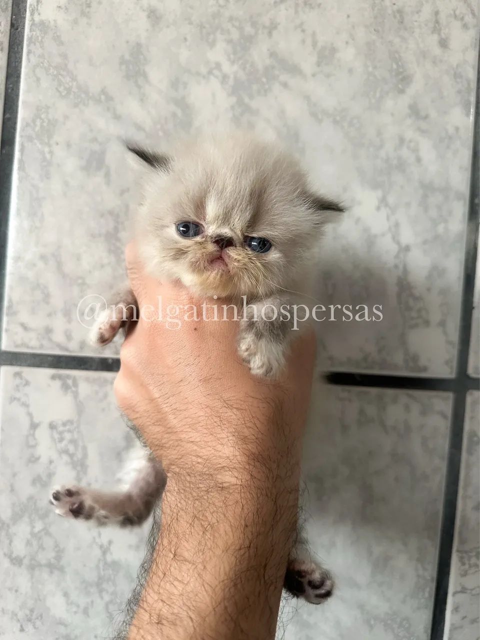 Gatos Persas - Filhotes  - Foto 3