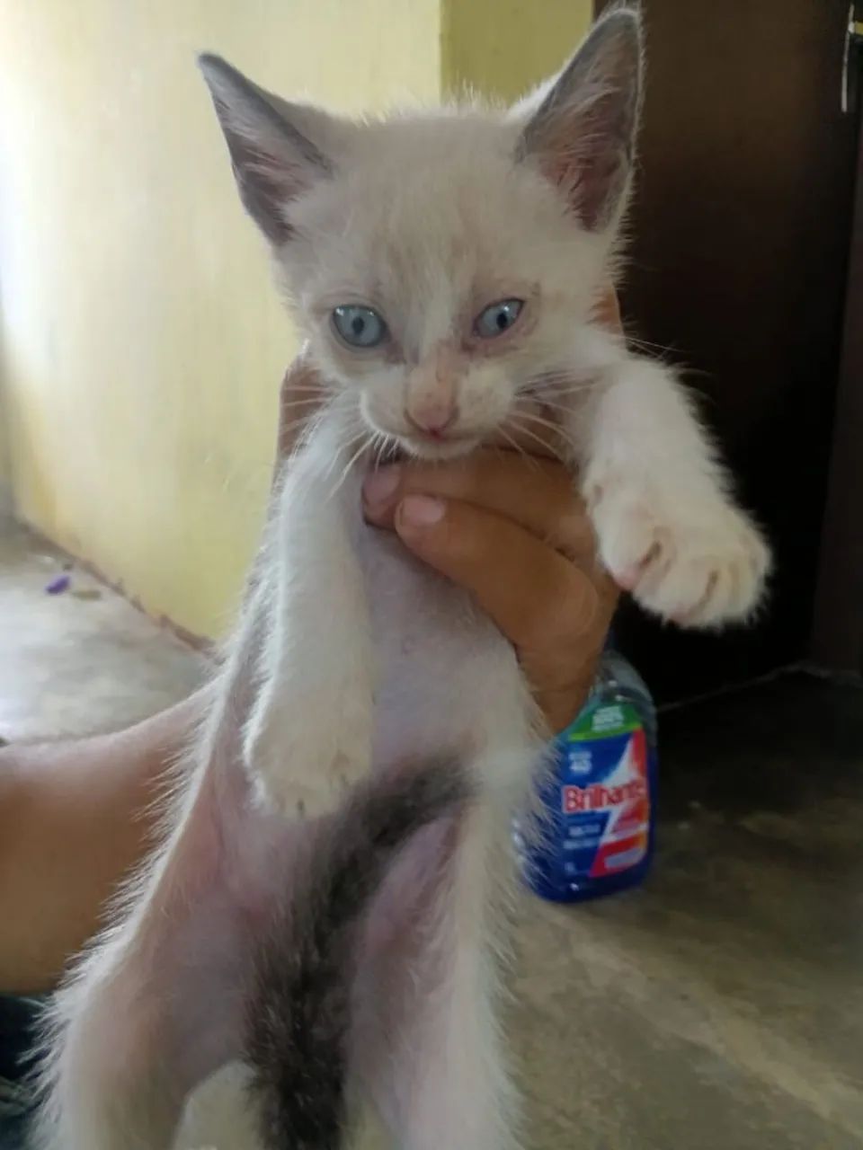 Gatinha de quase dois meses - Foto 2