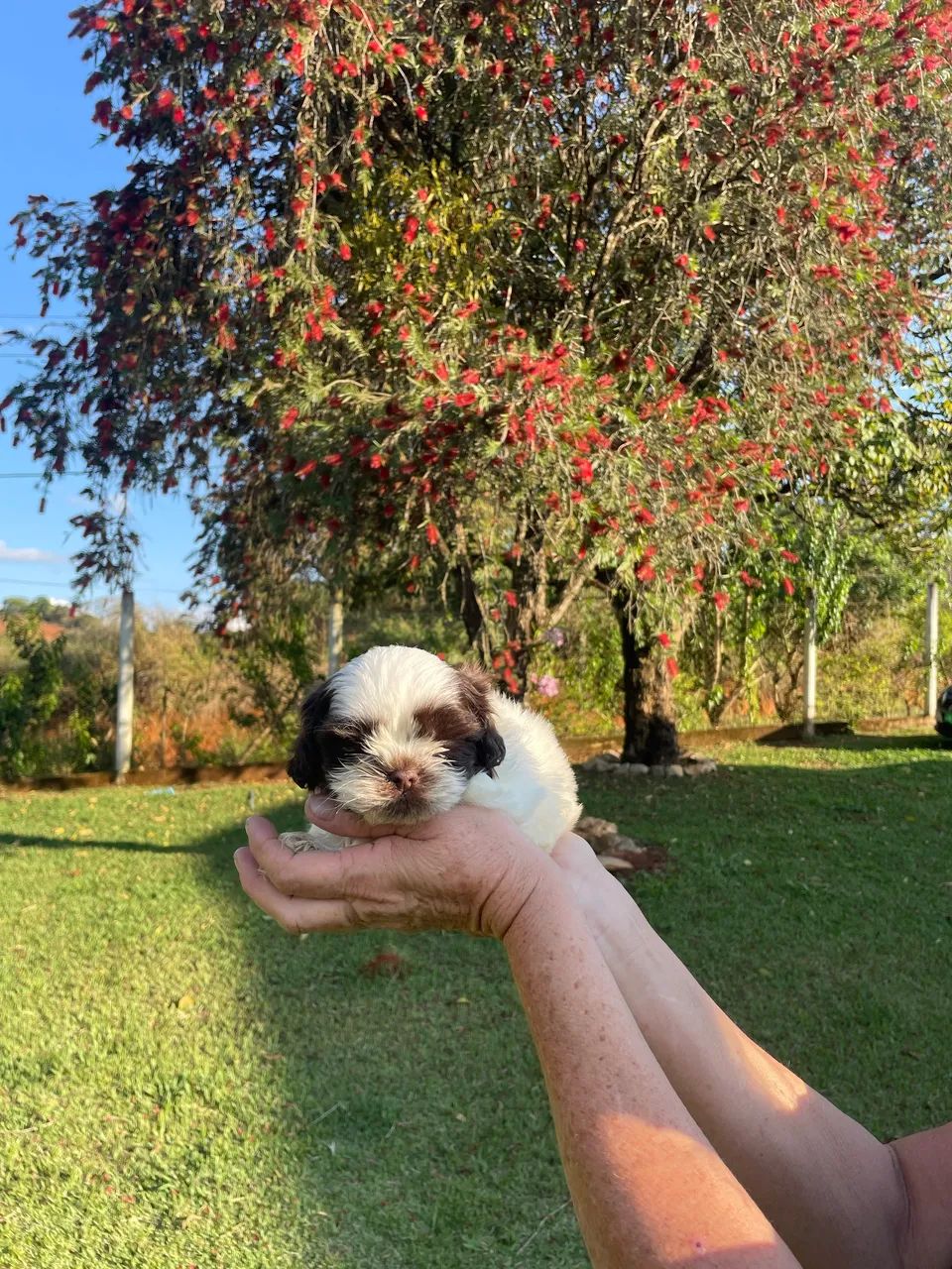 Shih-tzu macho branco e chocolate  - Foto 4
