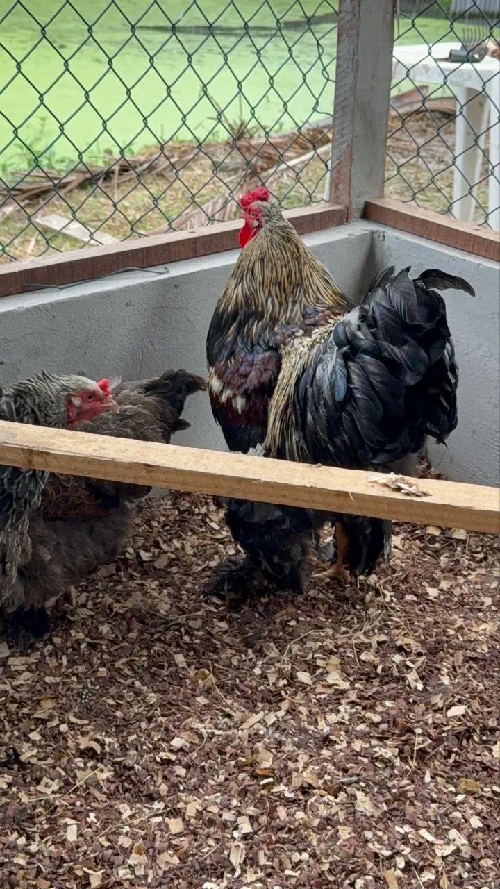 Vendo galinhas de raças, Galinhas d?angola, gansos, marrecos pavões e outras aves  - Foto 4