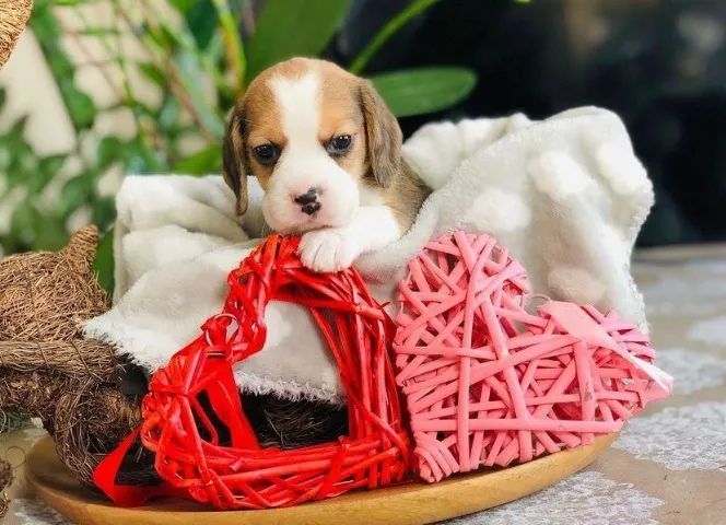 Beagle 13 Polegadas Um amigo que se ajusta às dinâmicas da casa