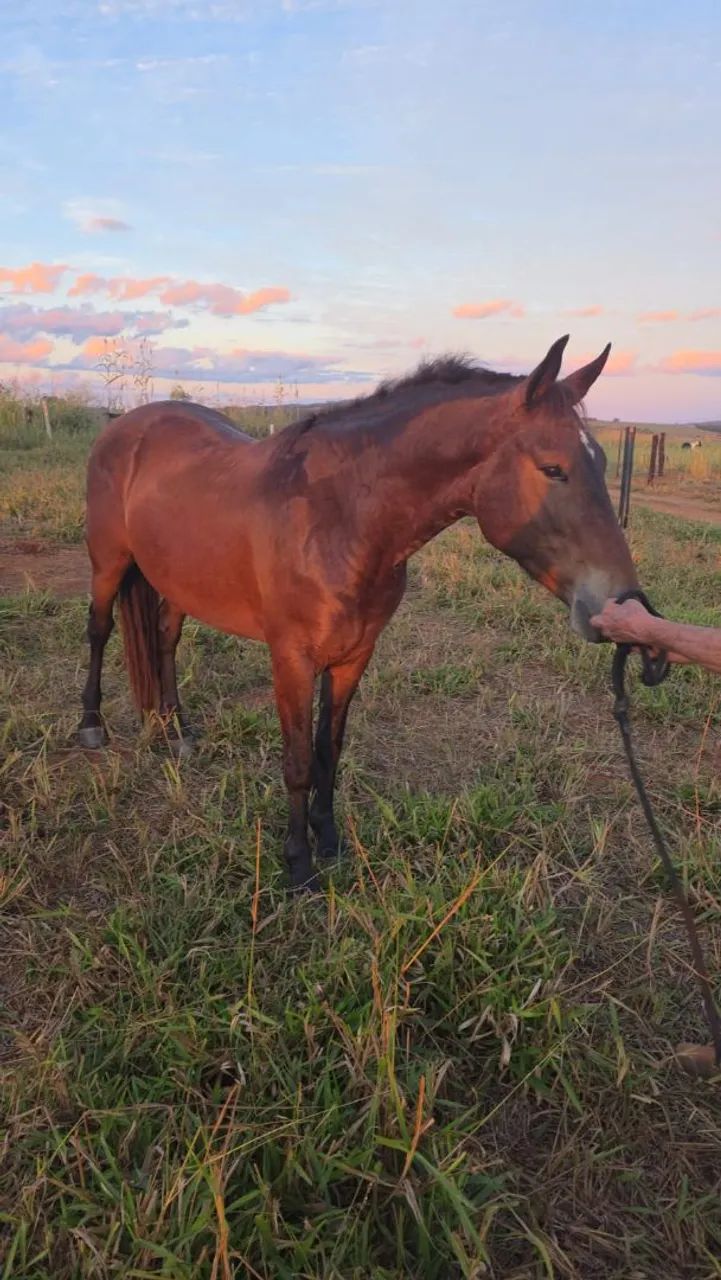 Cavalo MM Mangalarga de presença (Marcha batida, Bonito e Registrado) - Foto 2