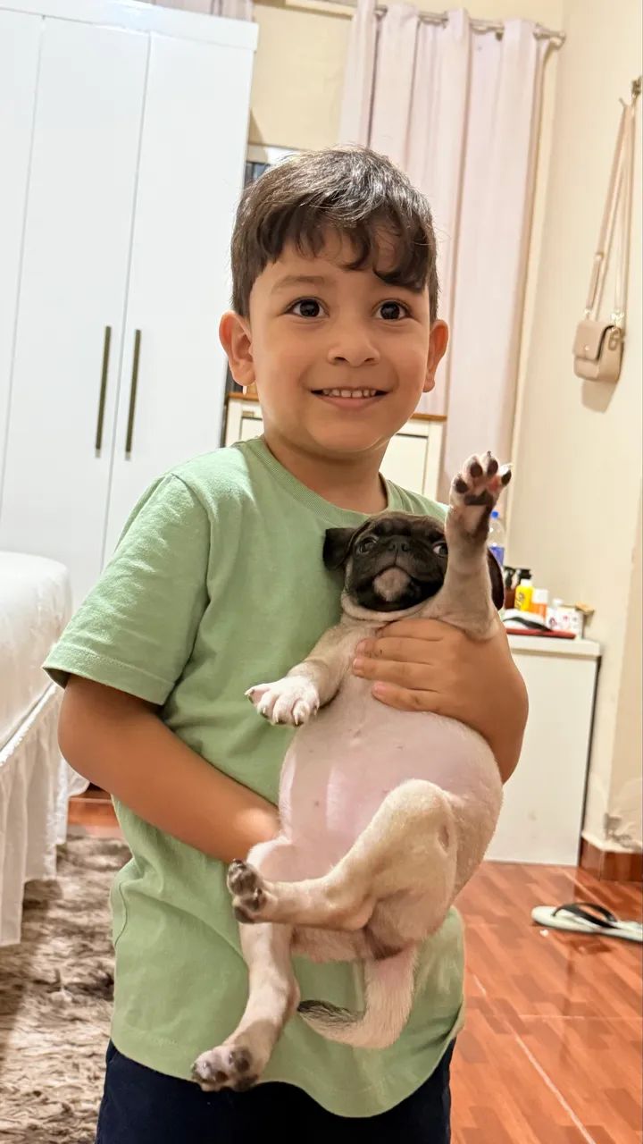 Pug disponível  - Foto 3